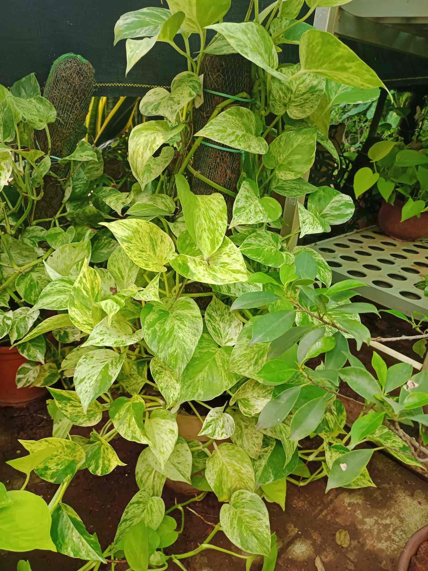 Kachnar Nursery And Farm in Majura Gate,Surat Best Plant Nurseries in