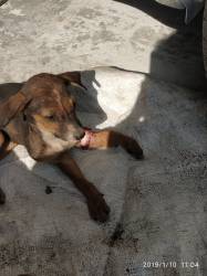 Government Animal Clinic in Chowk Bazar,Surat - Best Veterinary Hospitals in Surat - Justdial Government Animal Clinic in Chowk Bazar,Surat - Best Veterinary Hospitals in Surat - Justdial