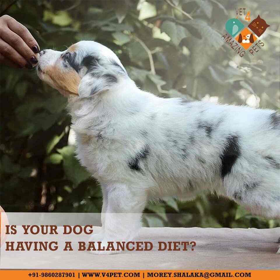 Vet 4 Amazing Pets in Hiranandani Estatethane West,Mumbai Best