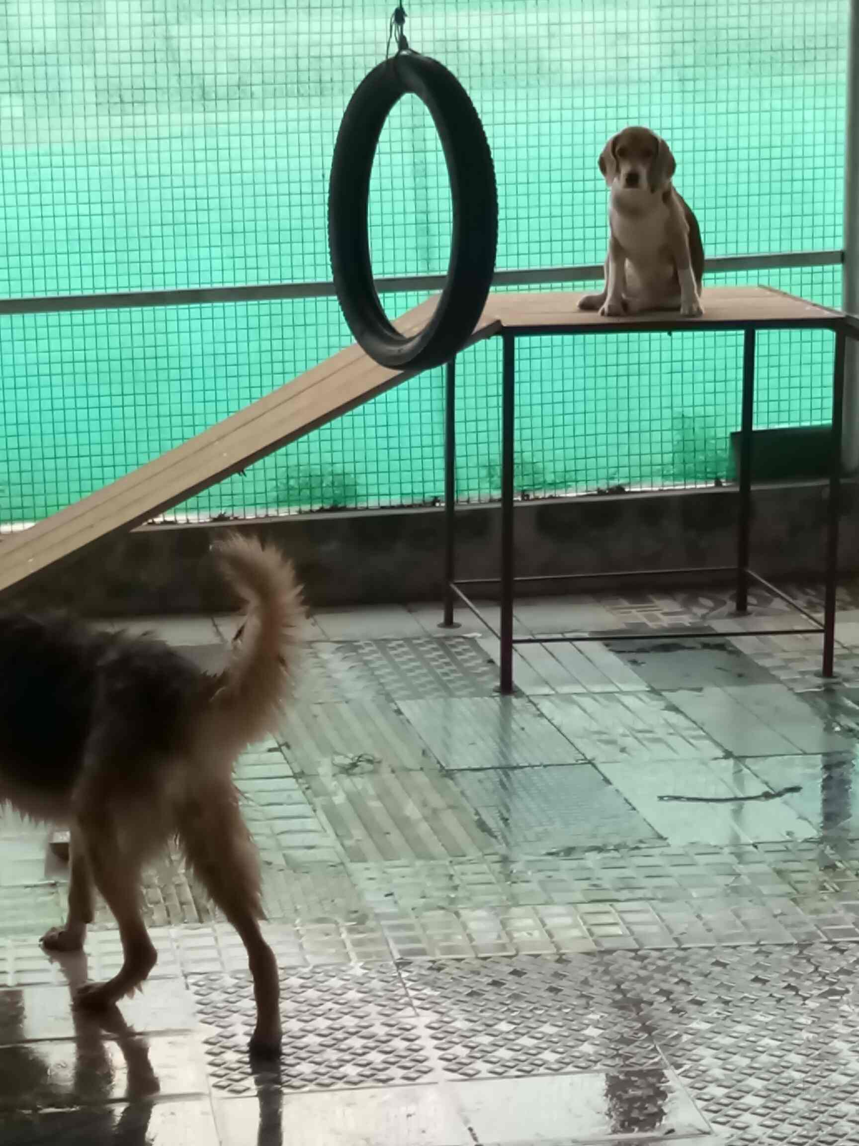 Top 100 Kennel Dealers in Mumbai Justdial