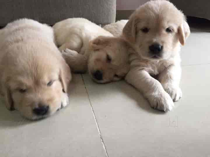 Dixit Pet Shop in Ambernath,Mumbai Best Pet Food Dealers in Mumbai Justdial