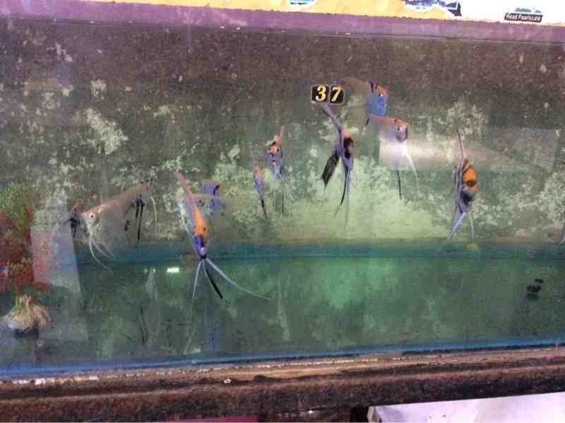 Top Pet Shops in Palghar Best Pet Store near me Justdial