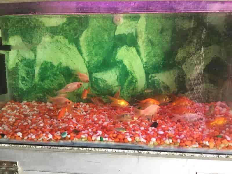Top Fish Aquarium Dealers in Tanjore Best Fish Aquarium Shops Justdial