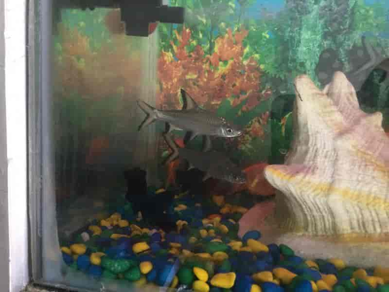 Top Fish Aquarium Dealers in Tanjore Best Fish Aquarium Shops Justdial