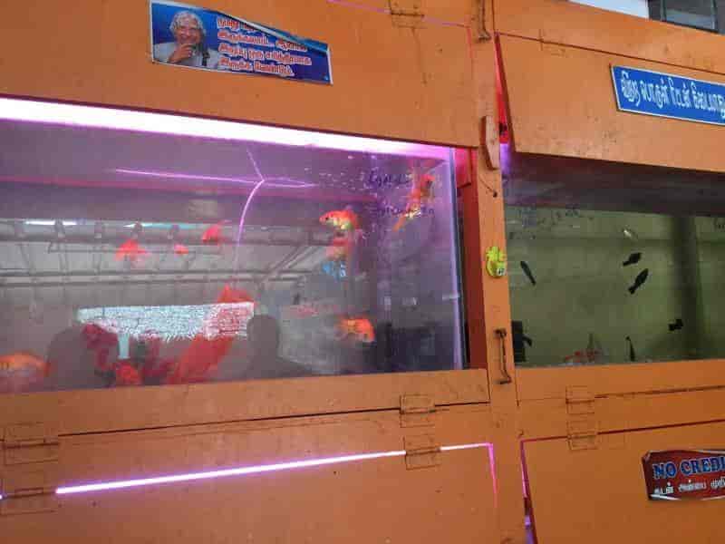 Top Fish Aquarium Dealers in Tanjore Best Fish Aquarium Shops Justdial