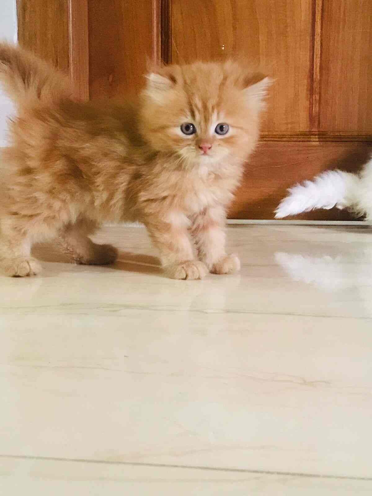 Top Pet Shops in Thanjavur Best Pet Store near me Justdial