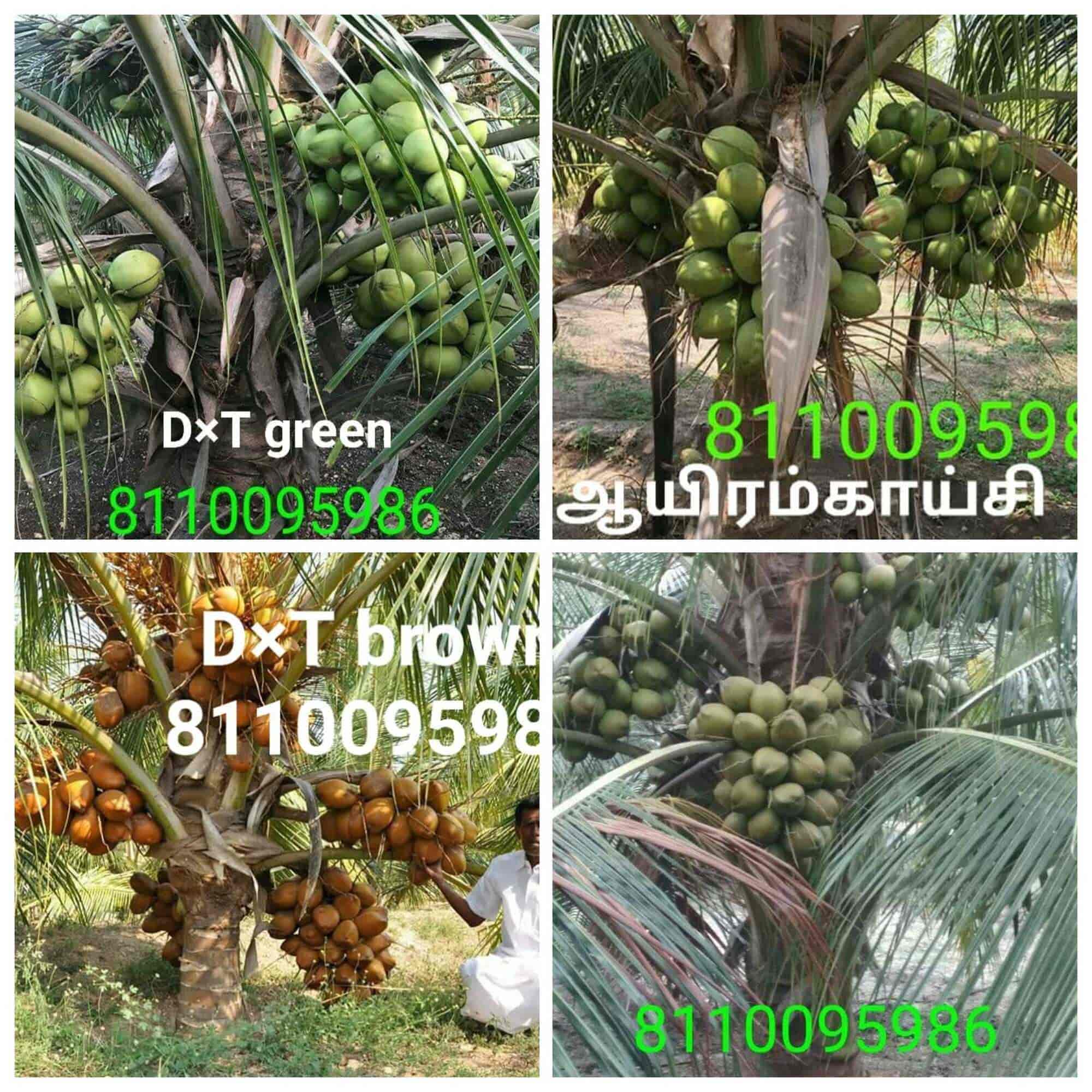 Top Ilan Plant Nurseries in Trichy Best Ilan Plant Nurseries near me