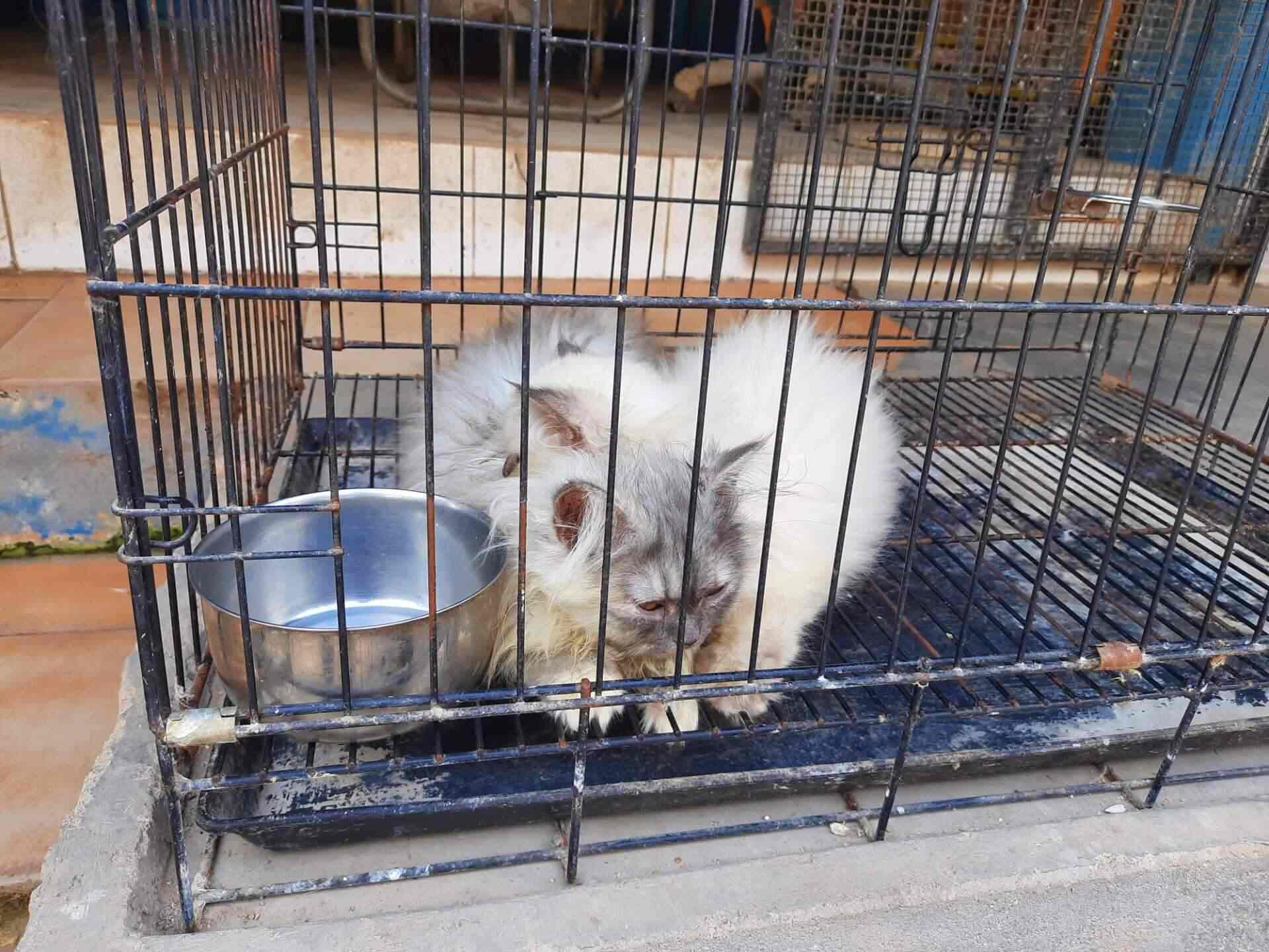 Classic Pets in Thambanoor,Thiruvananthapuram Best Pet Shops For