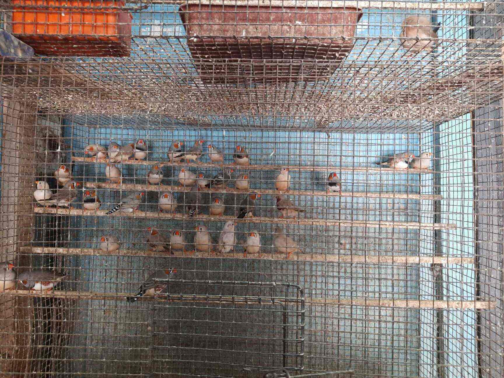 Classic Pets in Thambanoor,Thiruvananthapuram Best Pet Shops For Persian Cat in