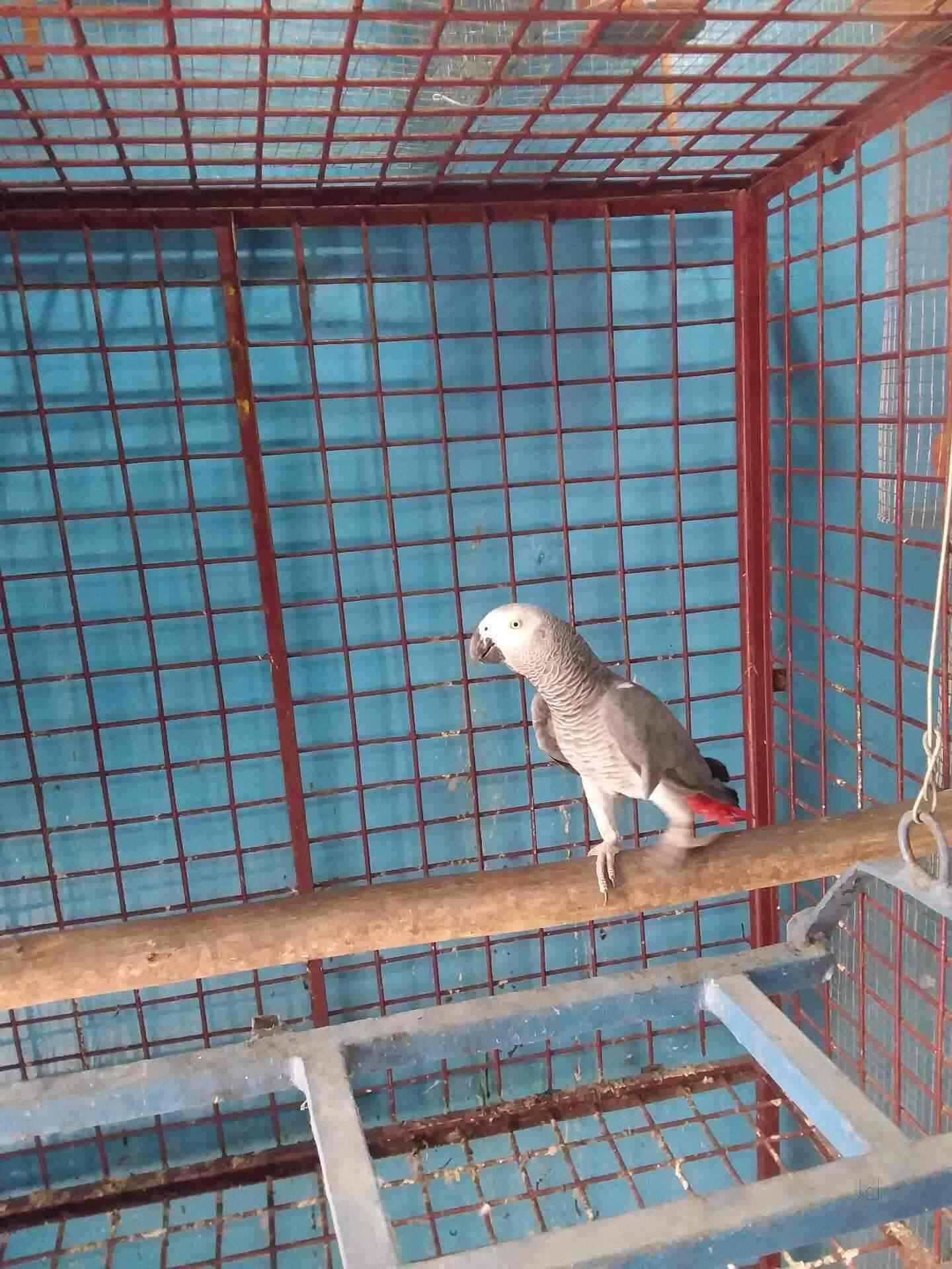 Classic Pets in Thambanoor,Thiruvananthapuram Best Pet Shops For Persian Cat in