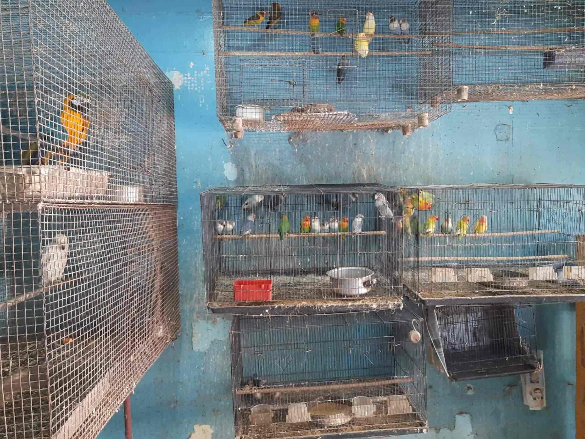 Classic Pets in Thambanoor,Thiruvananthapuram Best Pet Shops For Persian Cat in