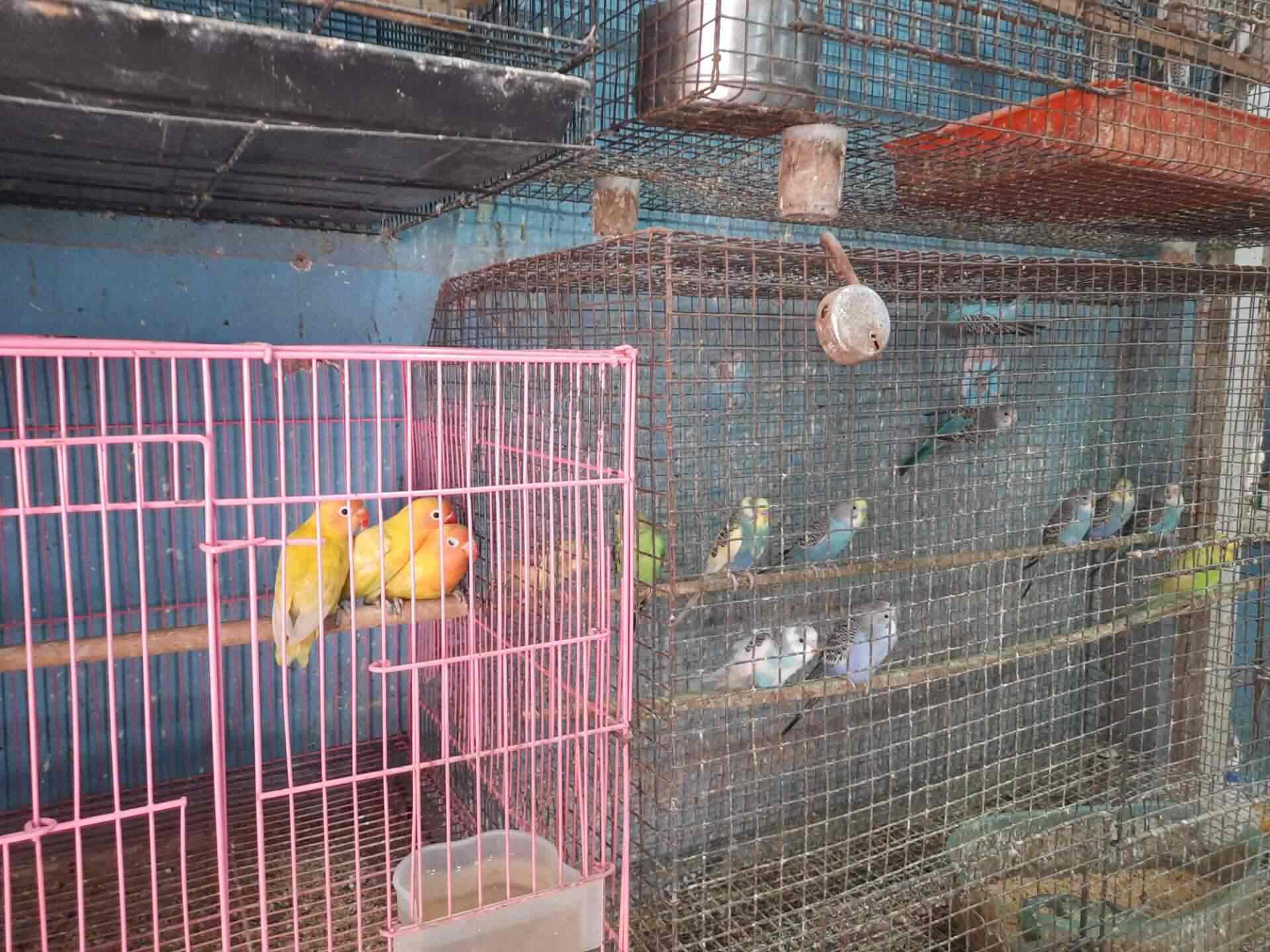 Classic Pets in Thambanoor,Thiruvananthapuram Best Pet Shops For