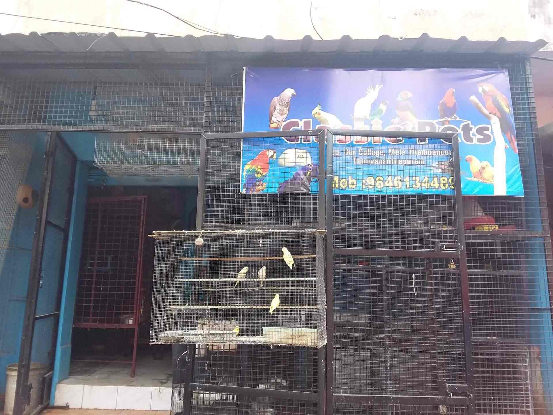 Classic Pets in Thambanoor,Thiruvananthapuram Best Pet Shops For Persian Cat in