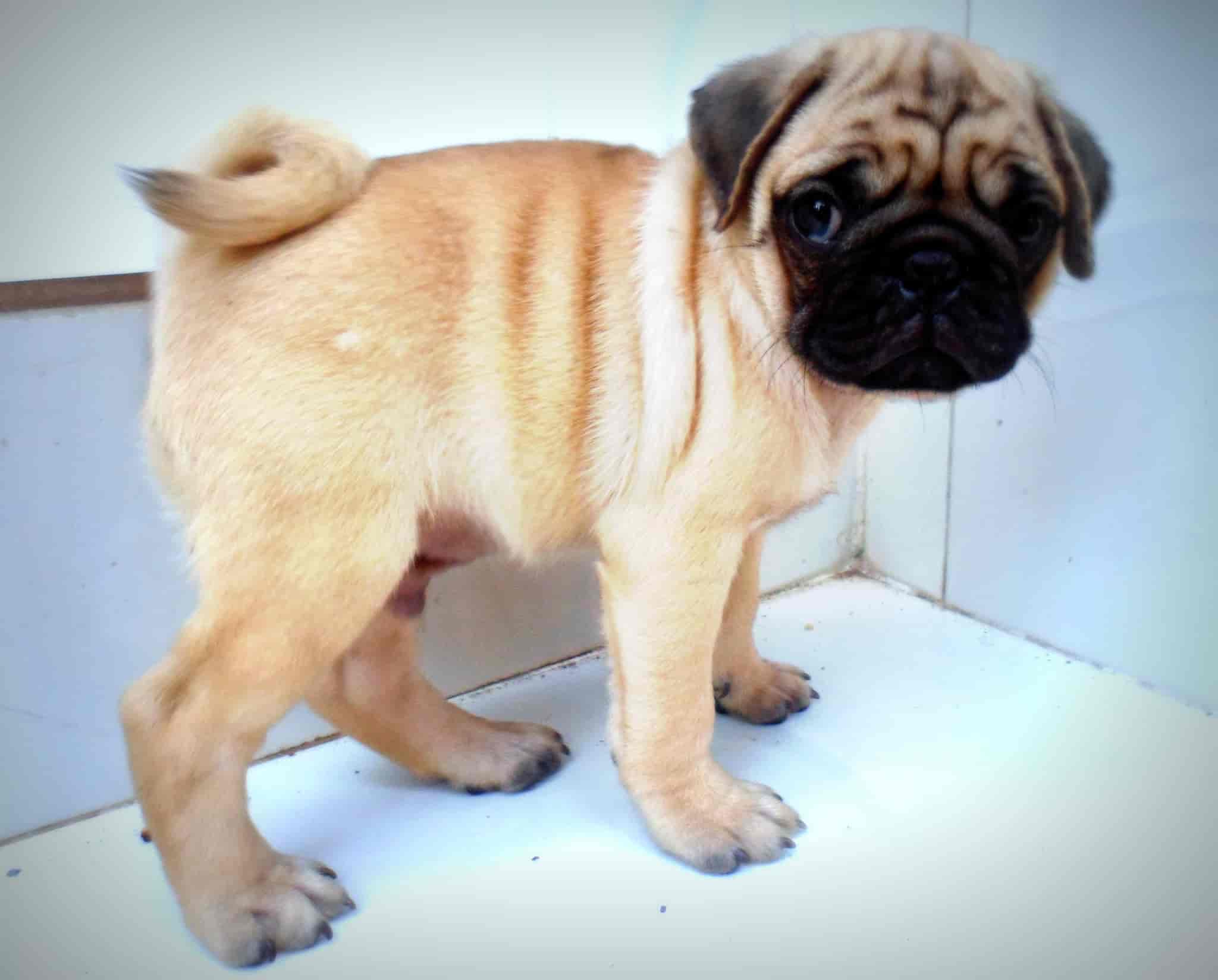Top Animal Welfare Organisations in Thiruvananthapuram - Best Ngos For Animal Welfare - Justdial Top Animal Welfare Organisations in Thiruvananthapuram - Best Ngos For Animal Welfare - Justdial