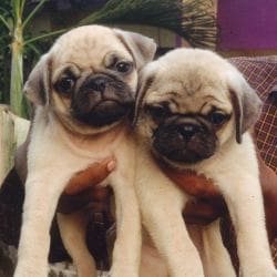 Kichoos pet shop store