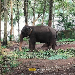Neyyar Wild Life Sanctuary in Kattakkada - Best Wildlife Sanctuary in Thiruvananthapuram - Justdial Neyyar Wild Life Sanctuary in Kattakkada - Best Wildlife Sanctuary in Thiruvananthapuram - Justdial