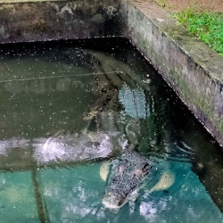 Neyyar Wild Life Sanctuary in Kattakkada - Best Wildlife Sanctuary in Thiruvananthapuram - Justdial Neyyar Wild Life Sanctuary in Kattakkada - Best Wildlife Sanctuary in Thiruvananthapuram - Justdial