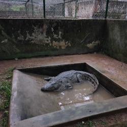 Neyyar Wild Life Sanctuary in Kattakkada - Best Wildlife Sanctuary in Thiruvananthapuram - Justdial Neyyar Wild Life Sanctuary in Kattakkada - Best Wildlife Sanctuary in Thiruvananthapuram - Justdial