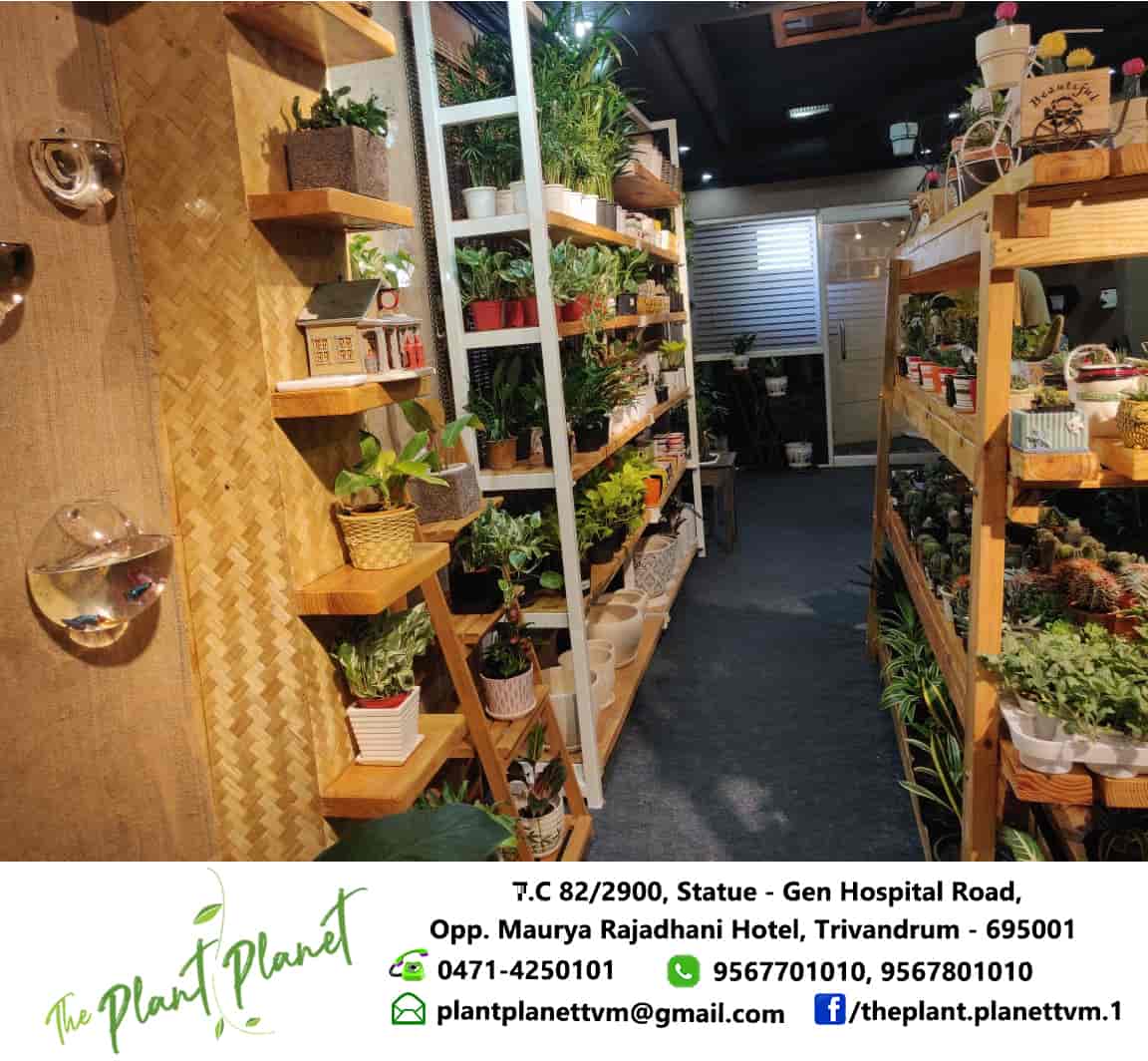 Top Tree Nurseries in Neyyattinkara Best Nursery Tree Creepers