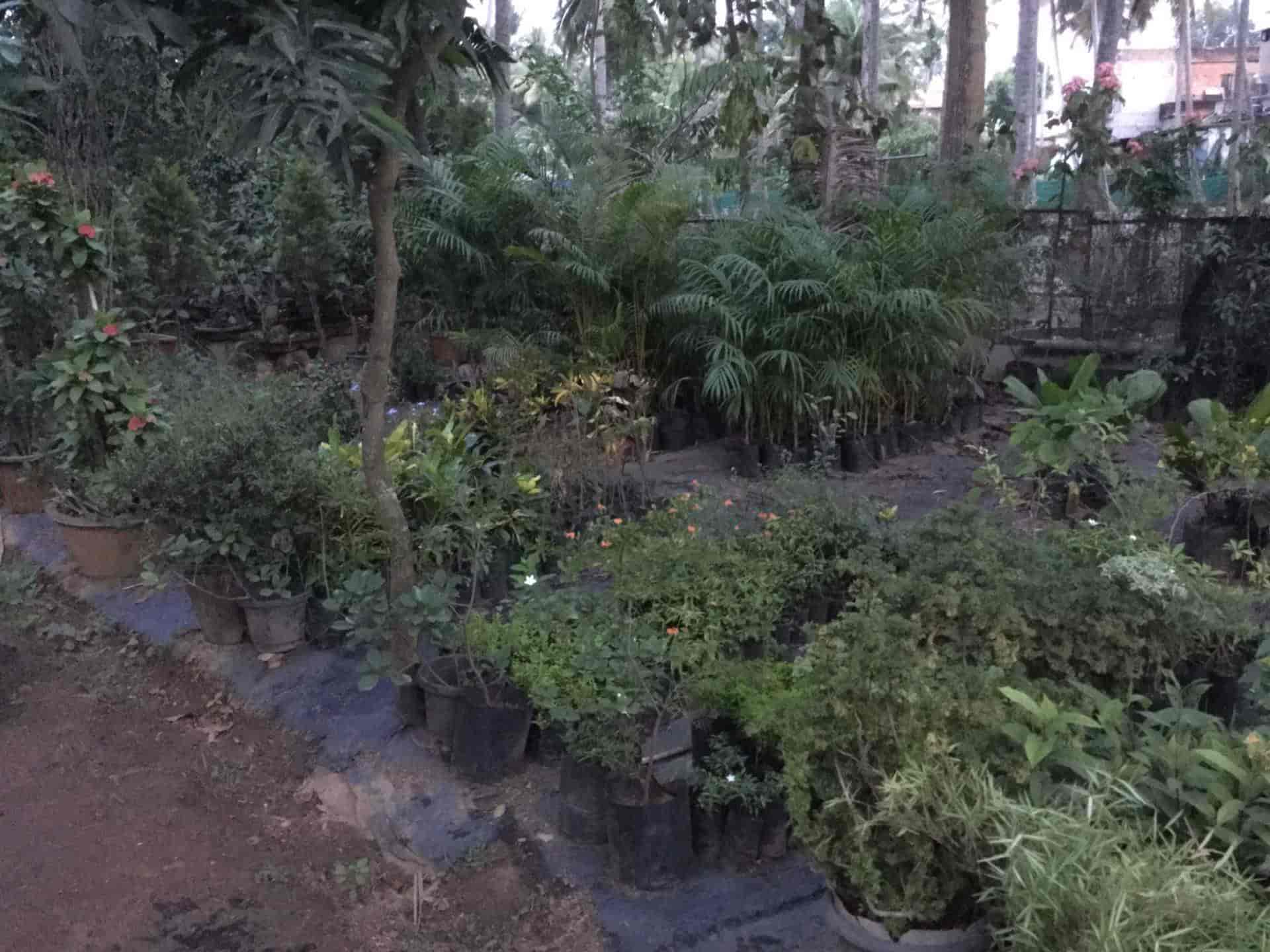 Top Tree Nurseries in Neyyattinkara Best Nursery Tree Creepers
