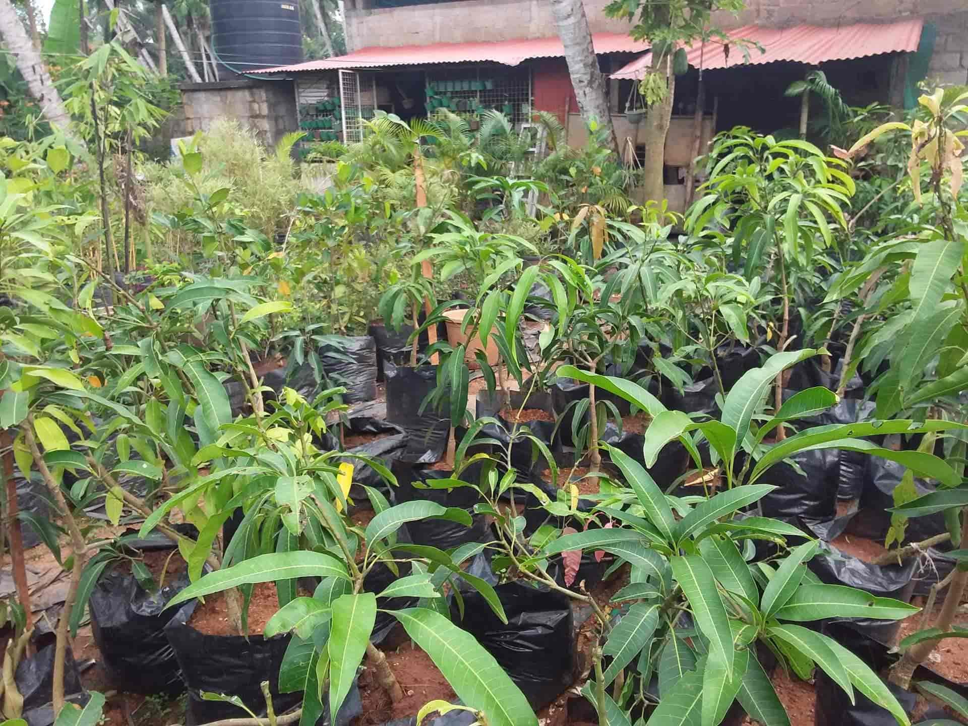 Top Tree Nurseries in Neyyattinkara Best Nursery Tree Creepers