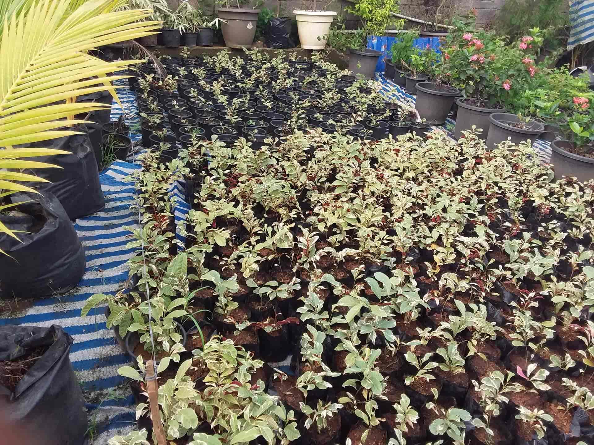 Top Tree Nurseries in Neyyattinkara Best Nursery Tree Creepers