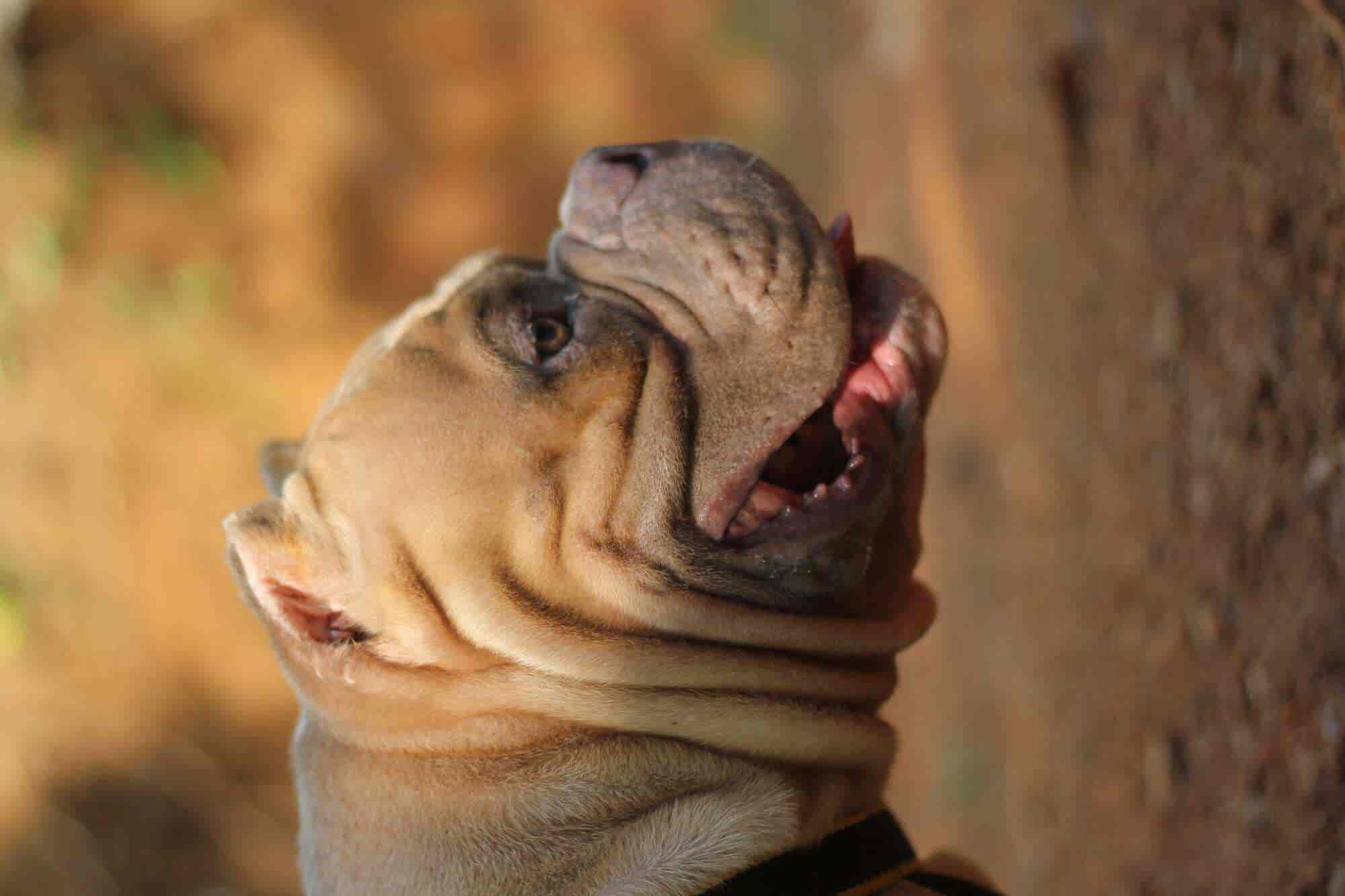 Happy Paws in Poovachal,Thiruvananthapuram - Best Pet Shops near me in  Thiruvananthapuram - Justdial