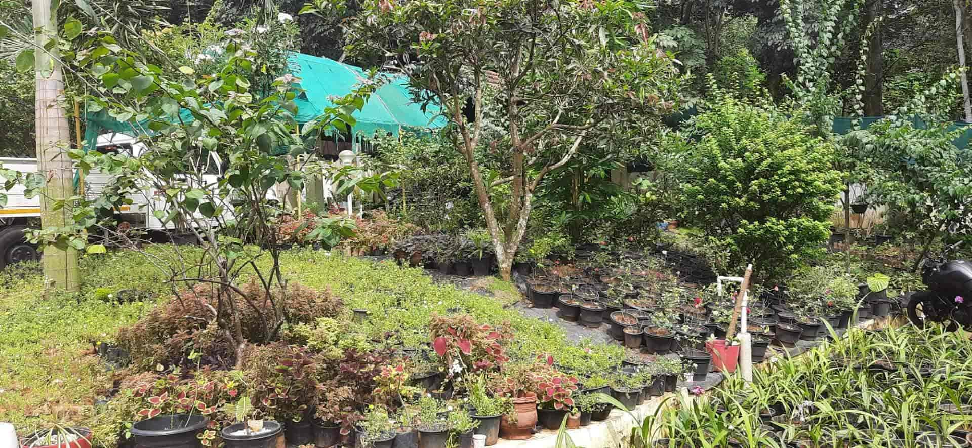 Top Tree Nurseries in Neyyattinkara Best Nursery Tree Creepers