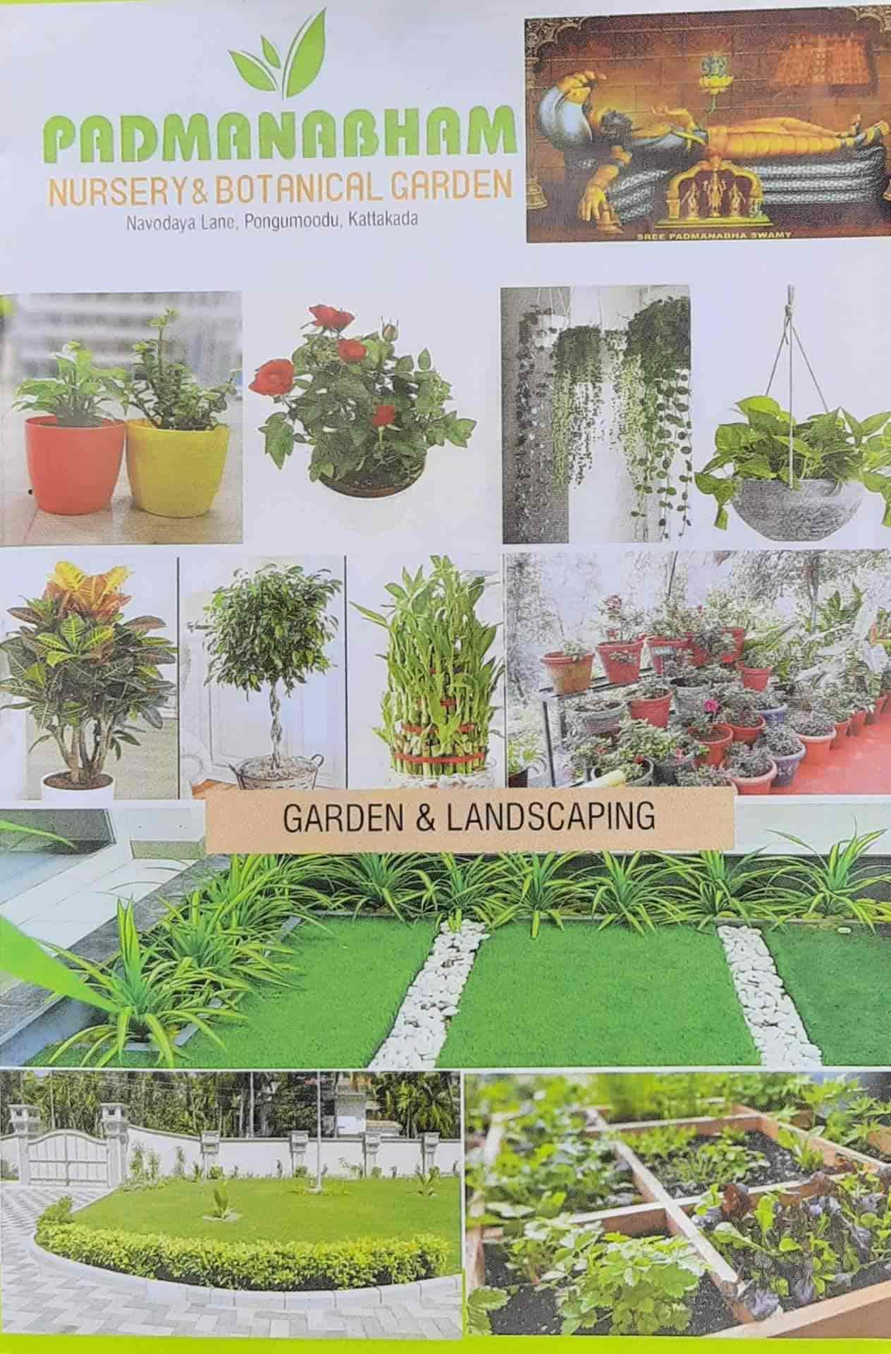 Top Tree Nurseries in Neyyattinkara Best Nursery Tree Creepers