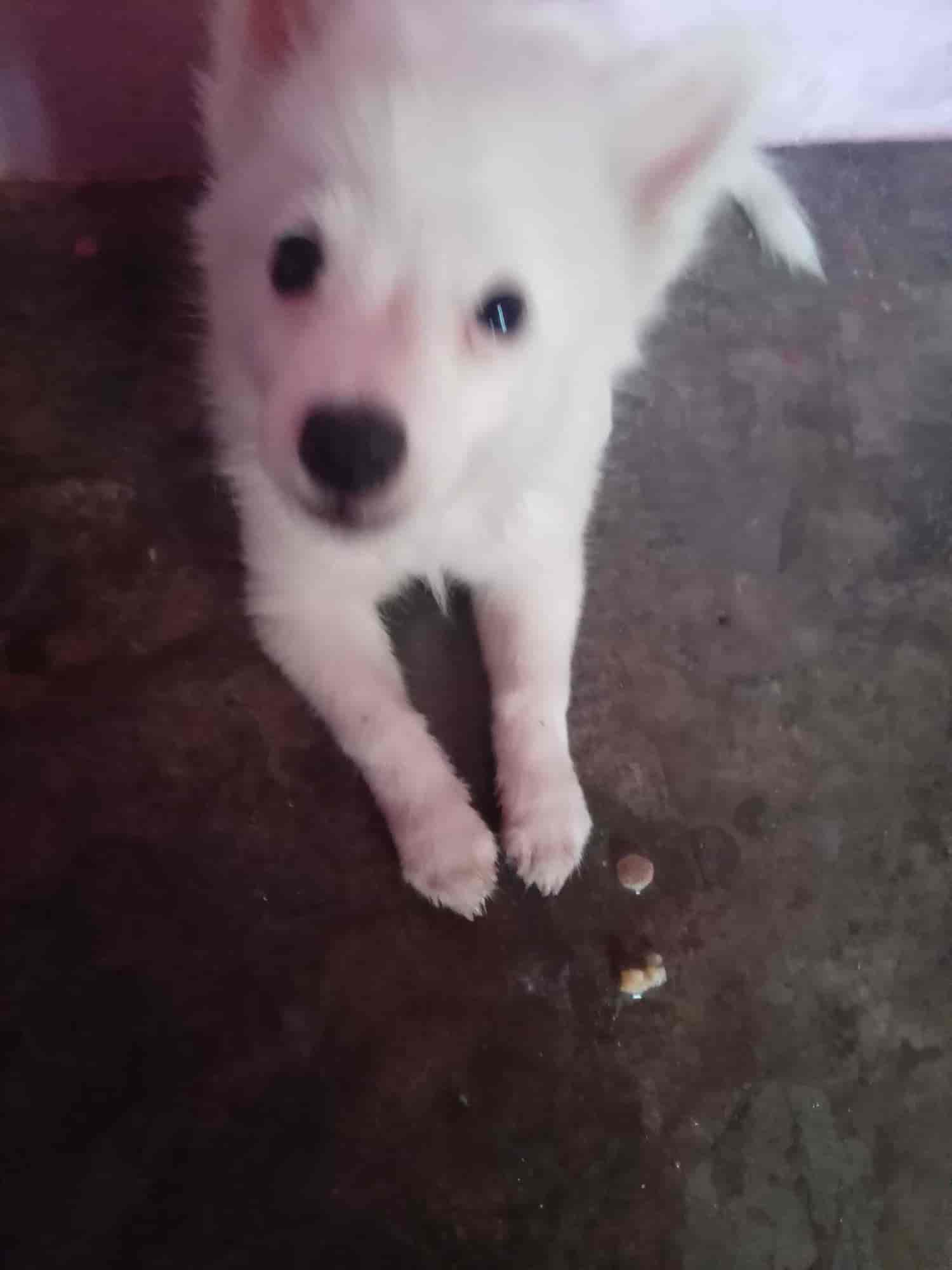 Top Public Veterinary Hospitals in Kollam Best Government Animal