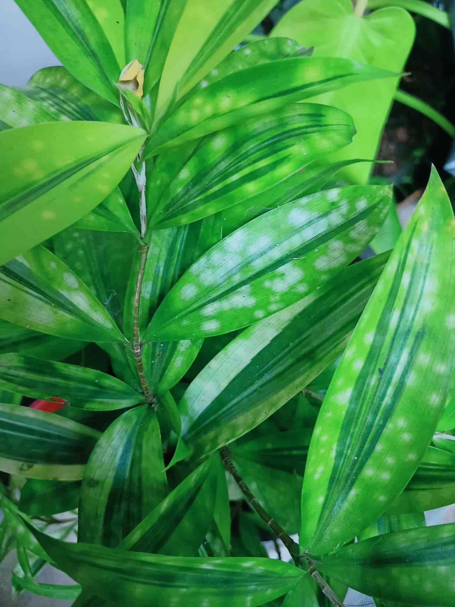 Ryan Plants in Vizhinajam,Thiruvananthapuram Best Plant Nurseries in