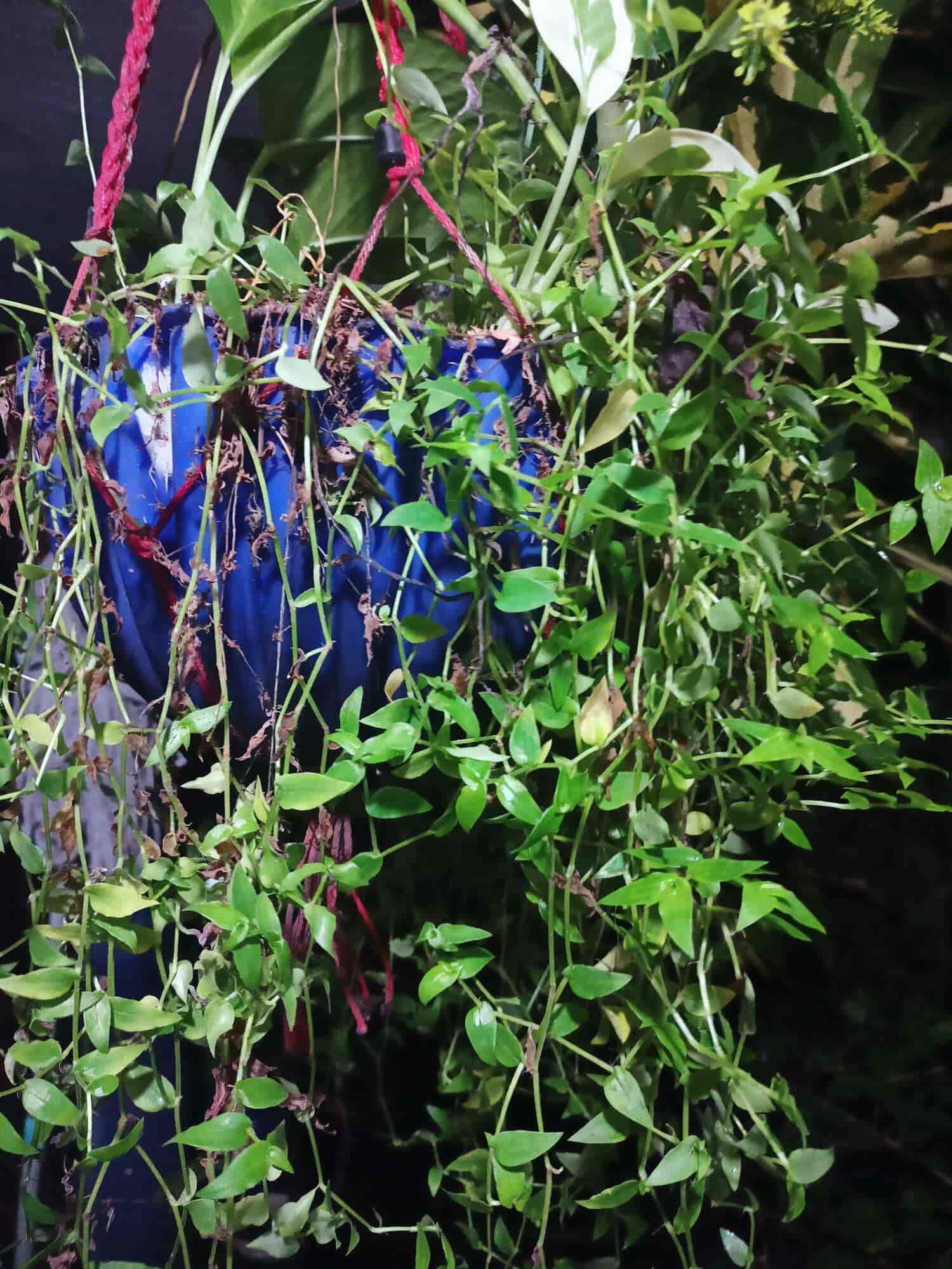 Ryan Plants in Vizhinajam,Thiruvananthapuram Best Plant Nurseries in