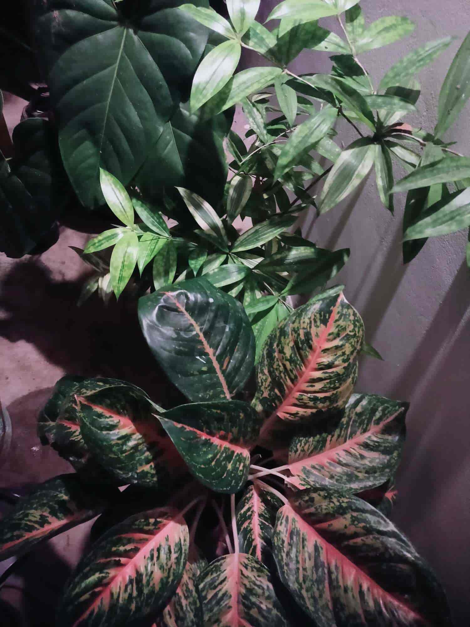 Ryan Plants in Vizhinajam,Thiruvananthapuram Best Plant Nurseries in