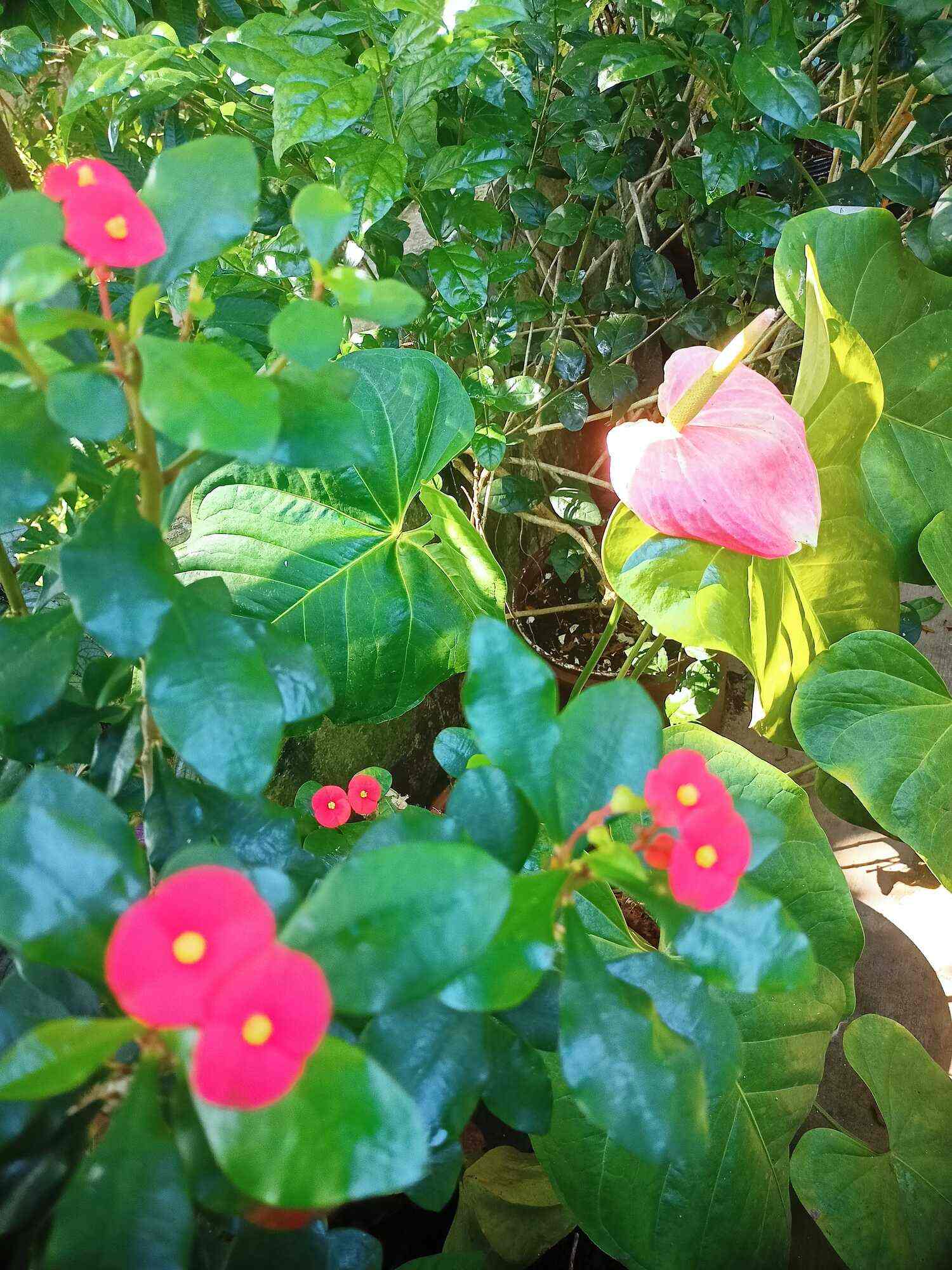 Ryan Plants in Vizhinajam,Thiruvananthapuram Best Plant Nurseries in