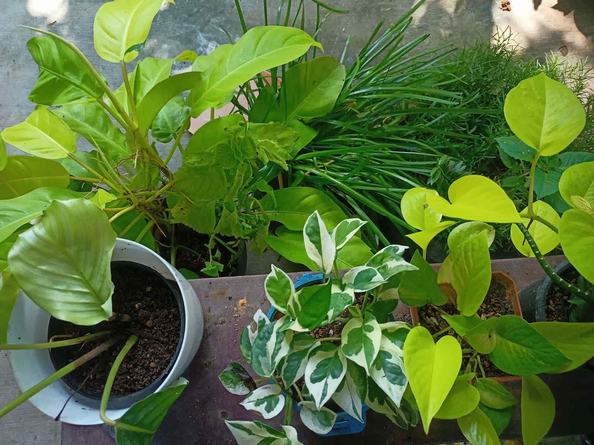 Ryan Plants in Vizhinajam,Thiruvananthapuram Best Plant Nurseries in