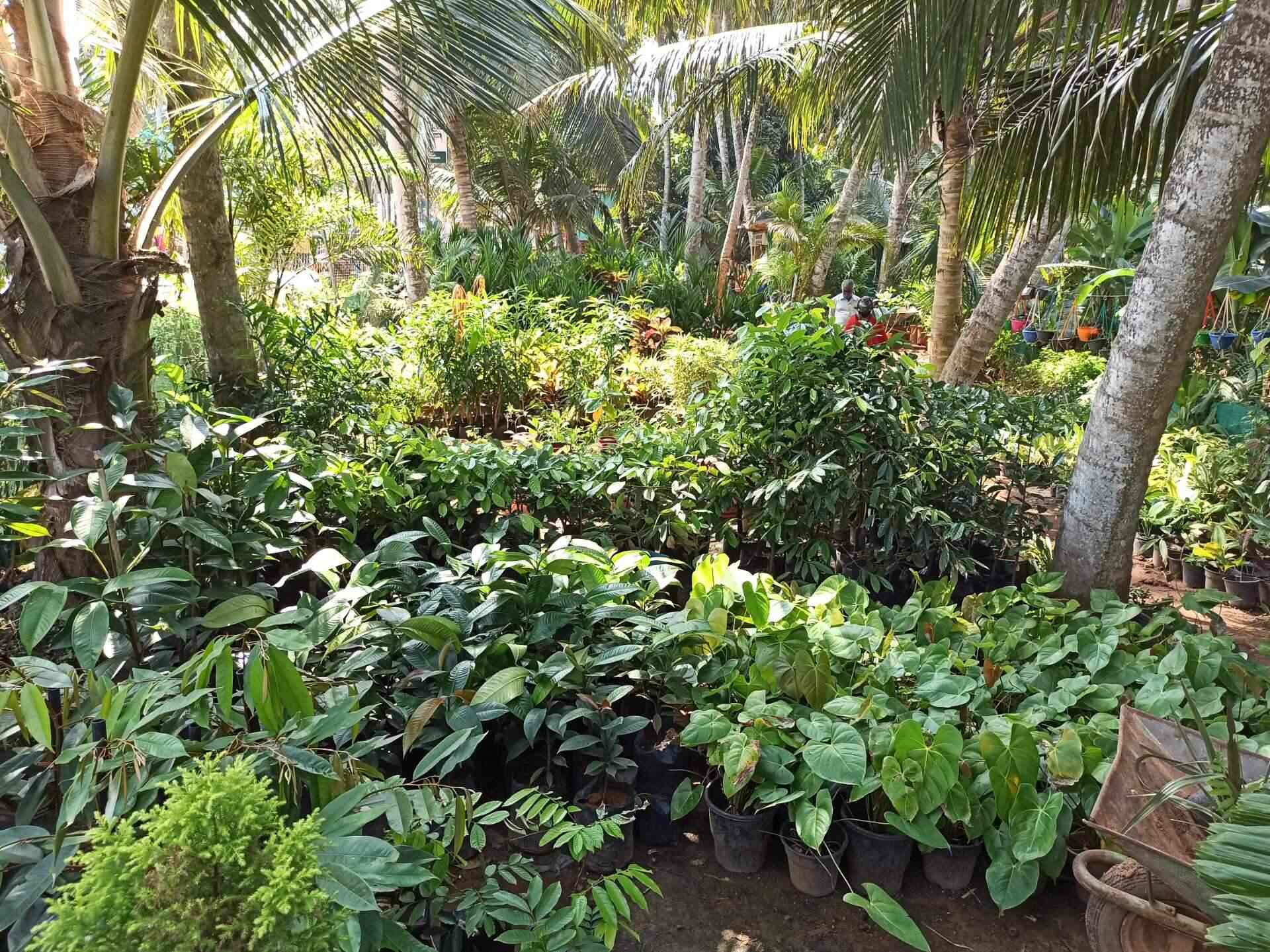 Top Tree Nurseries in Neyyattinkara Best Nursery Tree Creepers