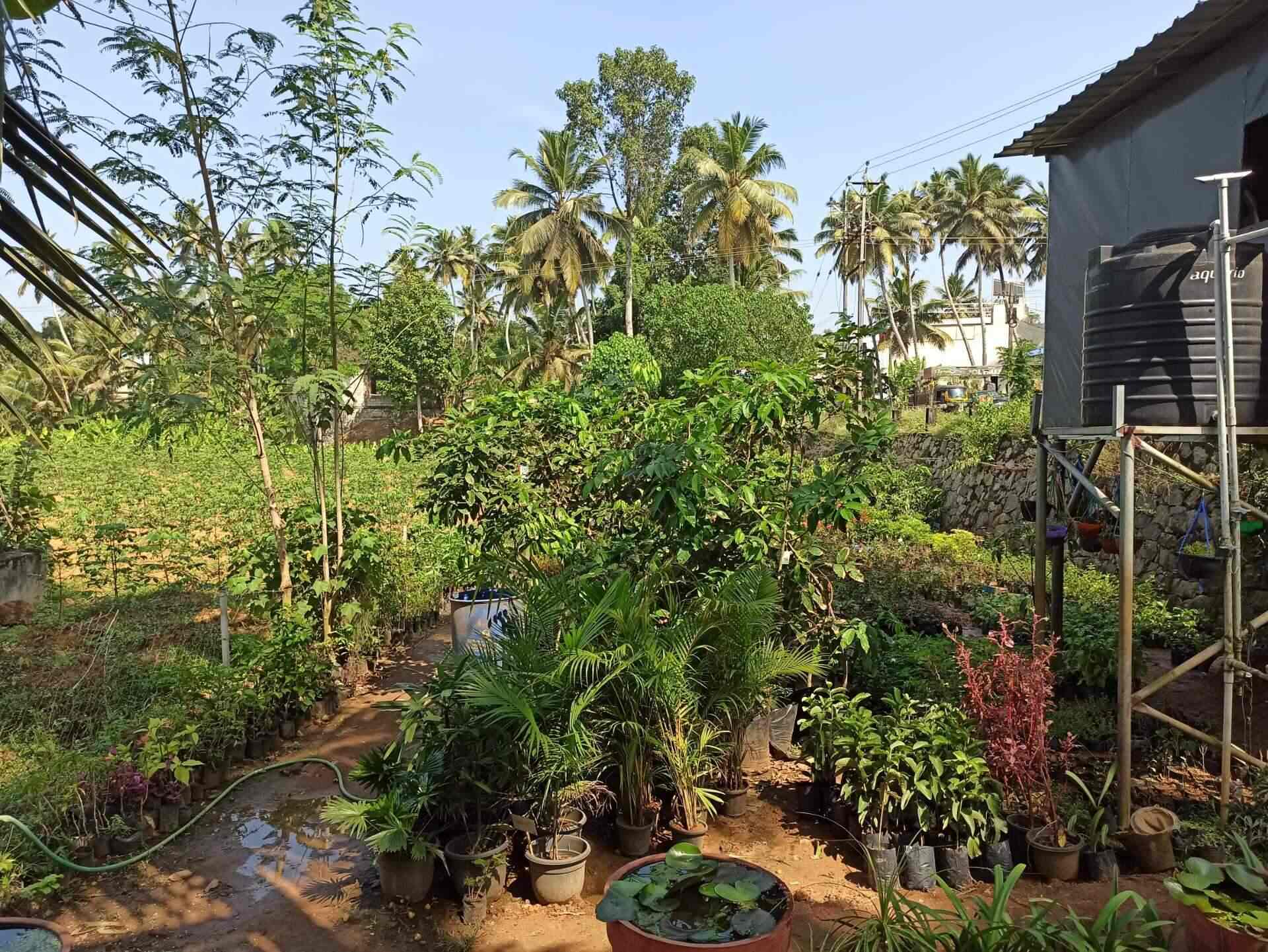 Top Tree Nurseries in Neyyattinkara Best Nursery Tree Creepers