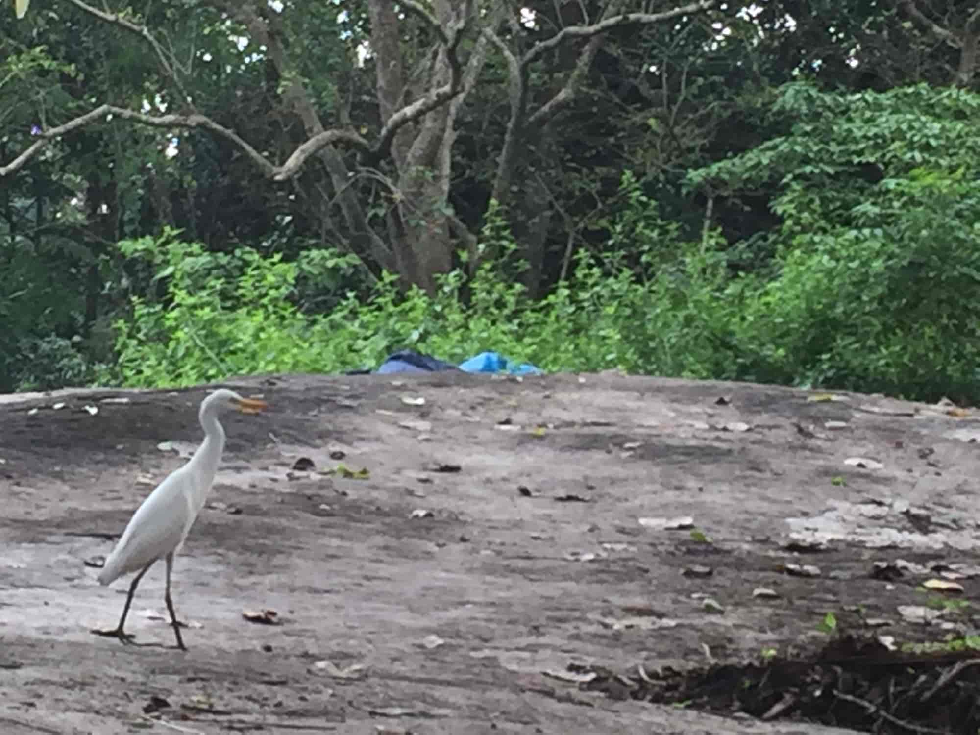 Top Oushadhi Ayurvedic Medicine Wholesalers in Chennai आयुर्वेदिक