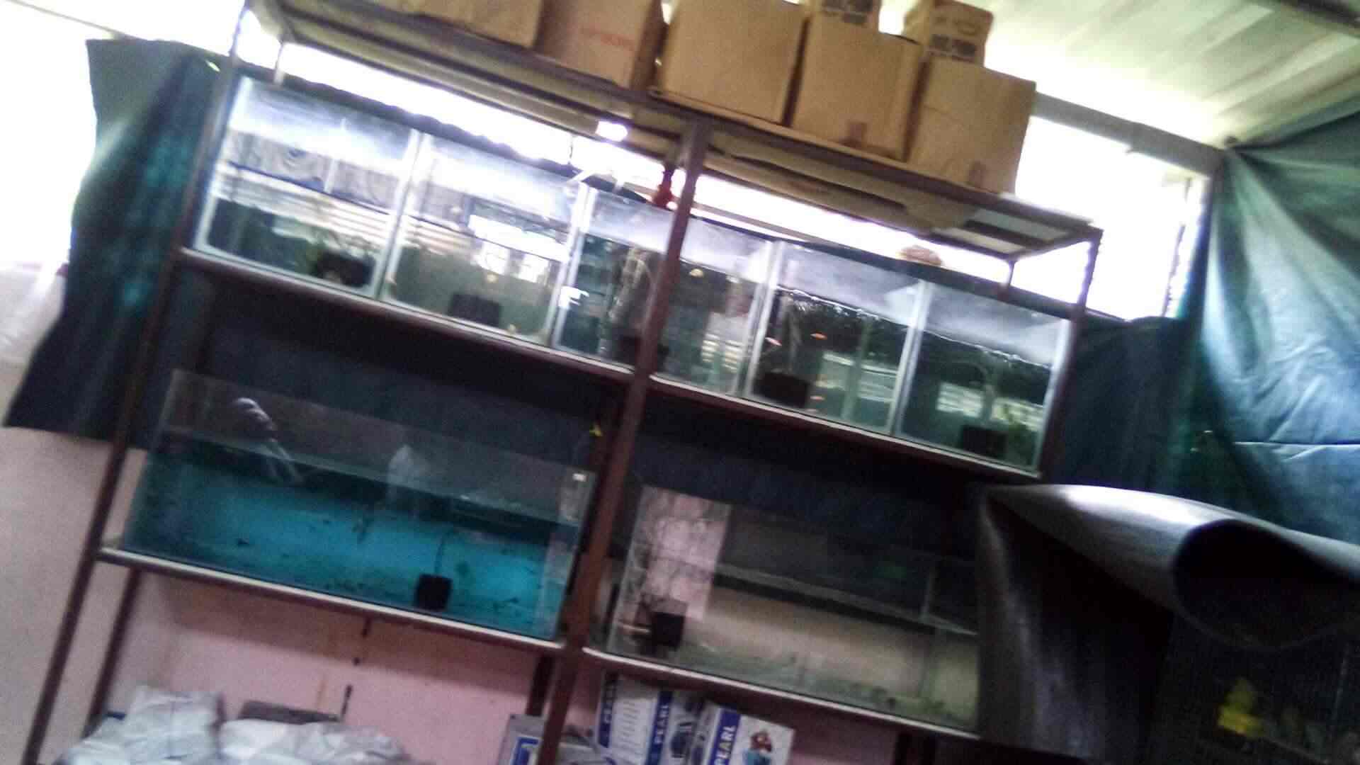 A S Home Aquarium in Aanadu,Thiruvananthapuram Best Aquariums in