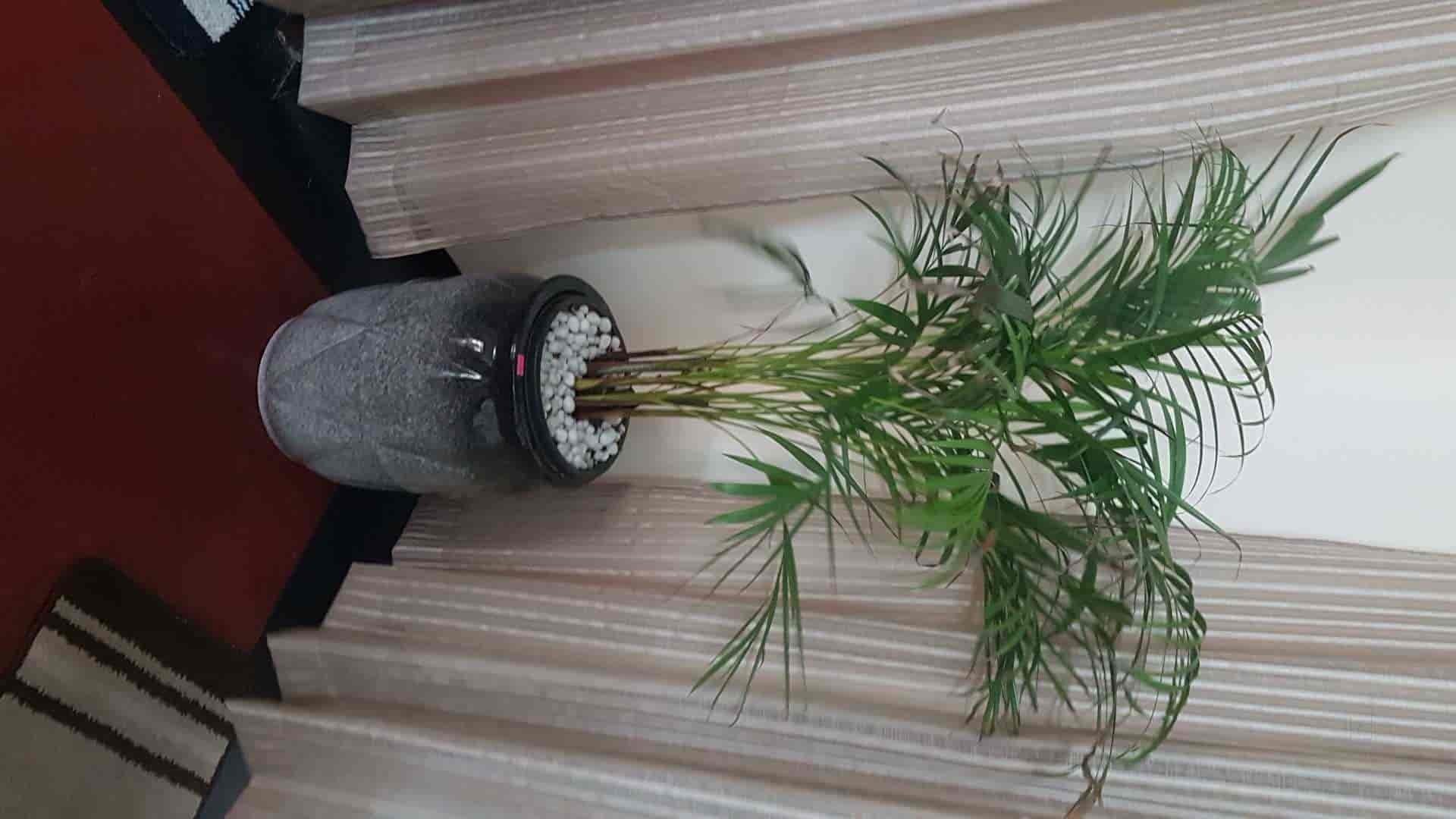 Green Shoots in Muttada,Thiruvananthapuram Best Plant Nurseries in