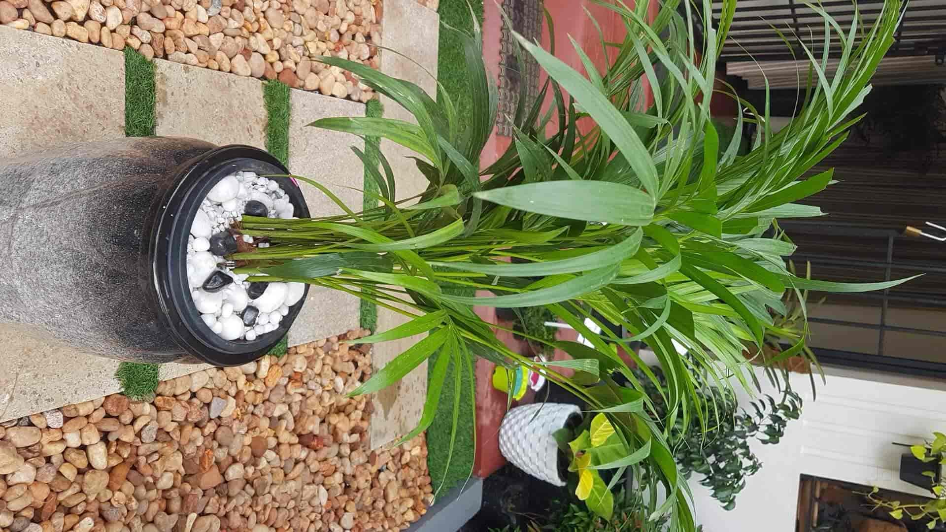 Green Shoots in Muttada,Thiruvananthapuram Best Plant Nurseries in