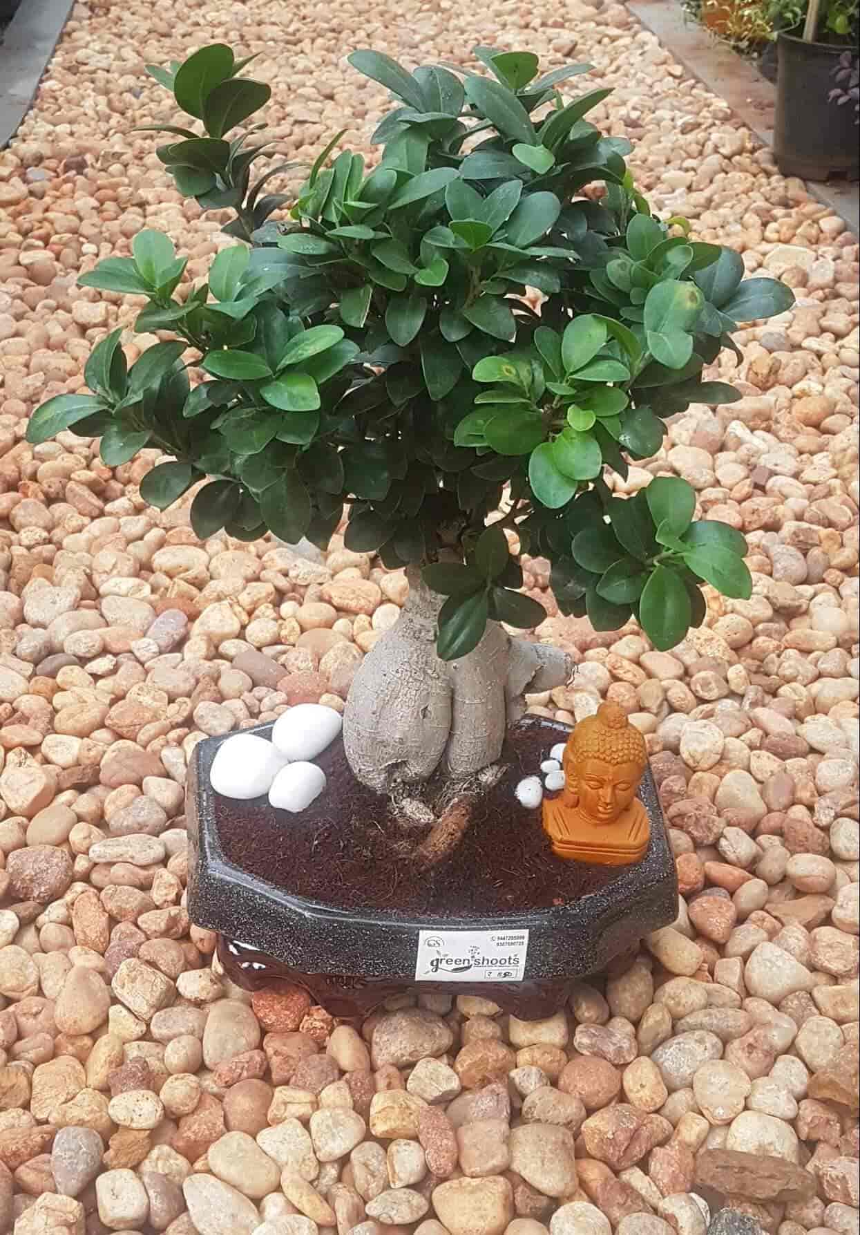 Green Shoots in Muttada,Thiruvananthapuram Best Plant Nurseries in