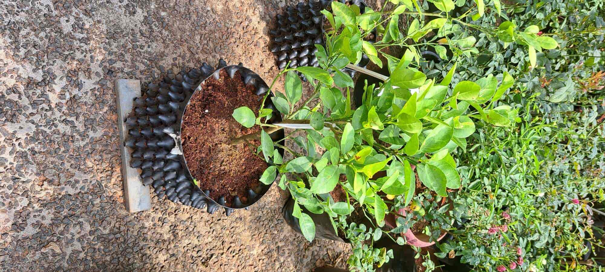 Green Shoots in Muttada,Thiruvananthapuram Best Plant Nurseries in