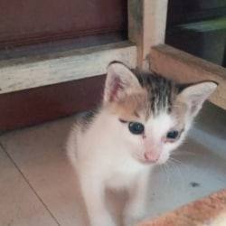 Top Pet Adoption Centres in Parassala - Best Pet Adoption Centers Thiruvananthapuram - Justdial Top Pet Adoption Centres in Parassala - Best Pet Adoption Centers Thiruvananthapuram - Justdial