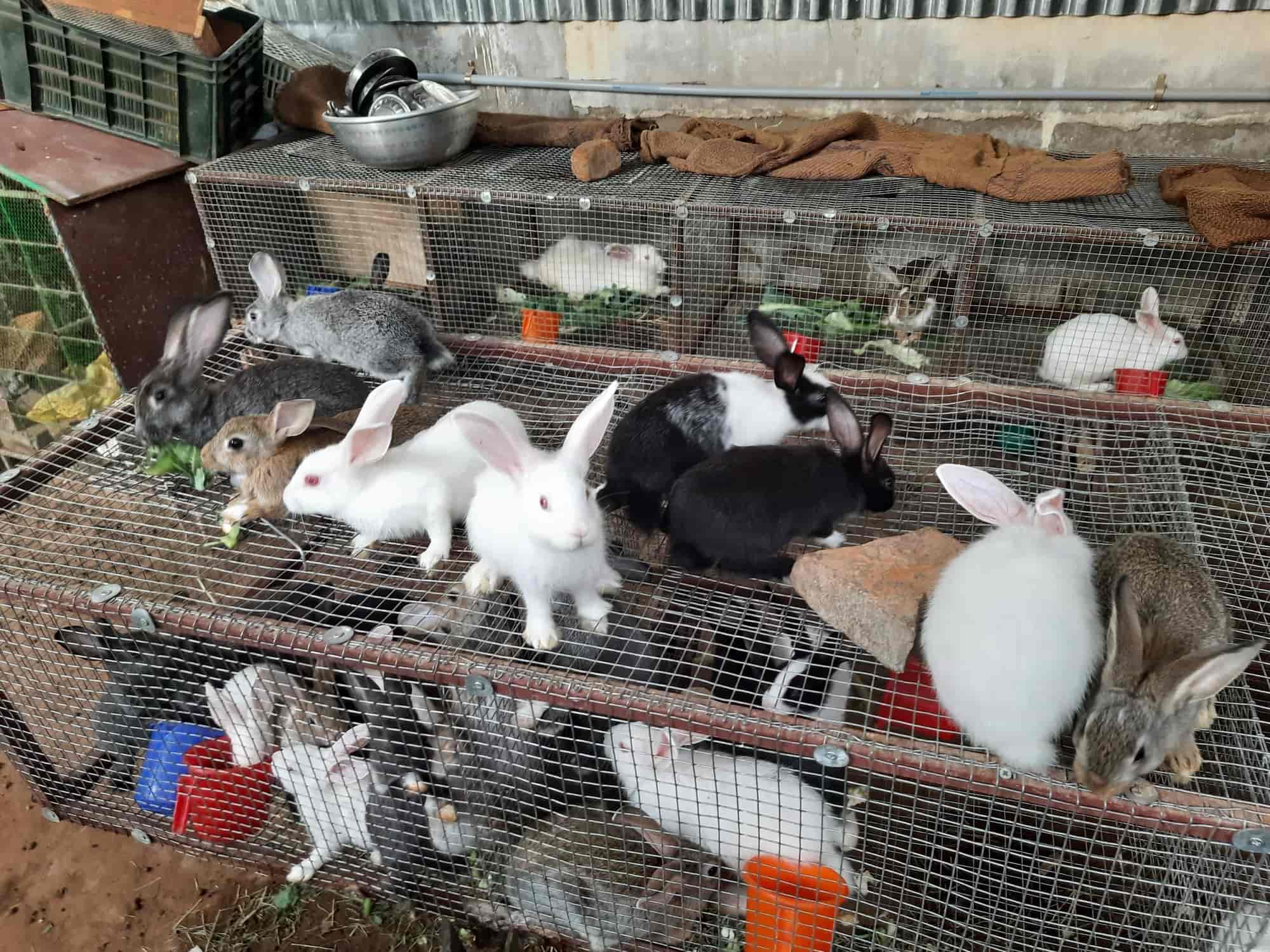 小物 00s archive goa rabbit far stall paisley Janani Rabbit Farm in Millerpuram,Thoothukudi - Best Meat