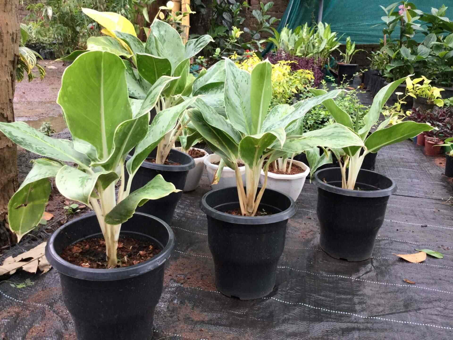 Khia Agrihorti Nursery, Mannuthy Plant Nurseries in Thrissur Justdial