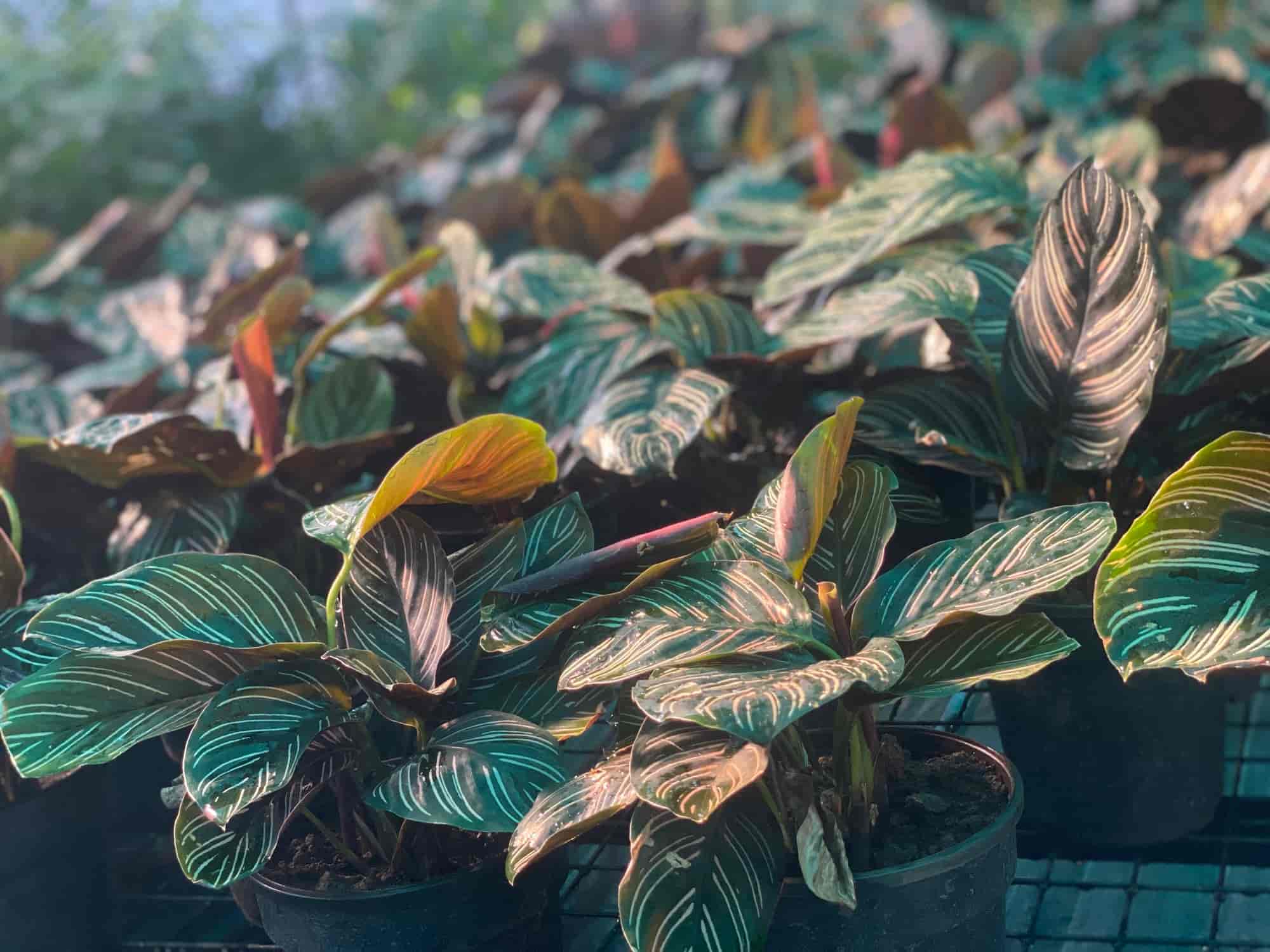 Mannuthy Nursery Retailer from Nettissery, Thrissur, India Company