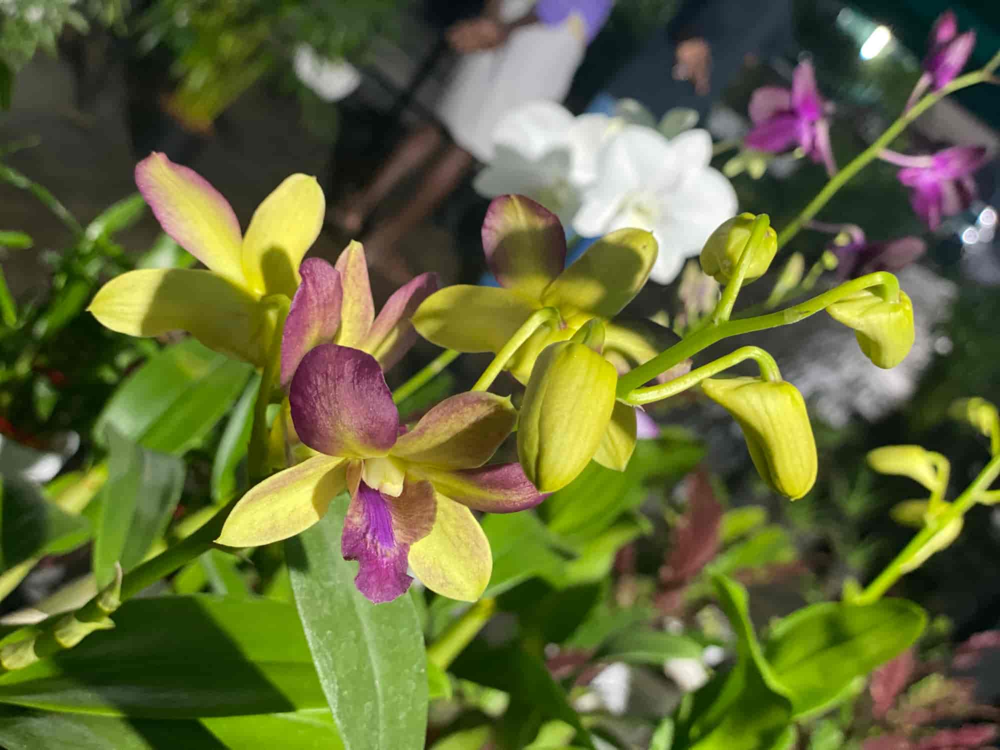 Mannuthy Nursery Retailer from Nettissery, Thrissur, India Company