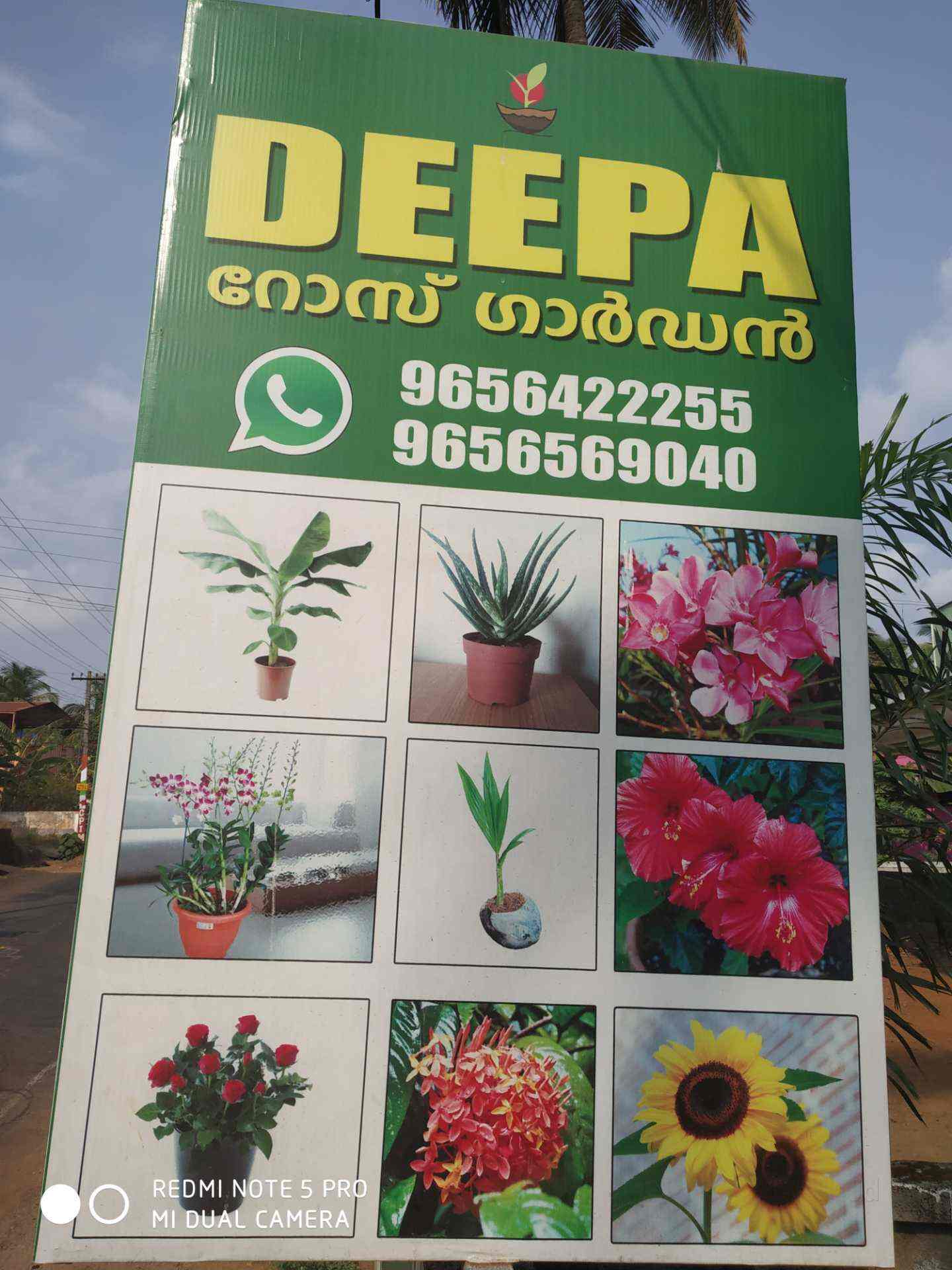 Deepa Rose Garden in Madakkathara,Thrissur Best Nursery Plants