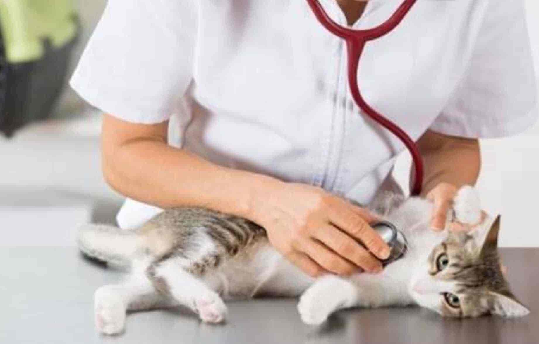 Top Pet Clinics in Kerala - Best Dog Clinics Thrissur - Justdial Top Pet Clinics in Kerala - Best Dog Clinics Thrissur - Justdial